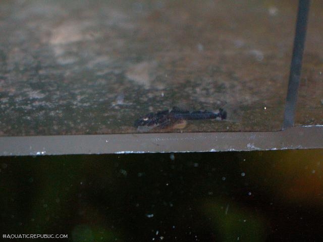 Ancistrus sp. `RIO TOCANTINS`